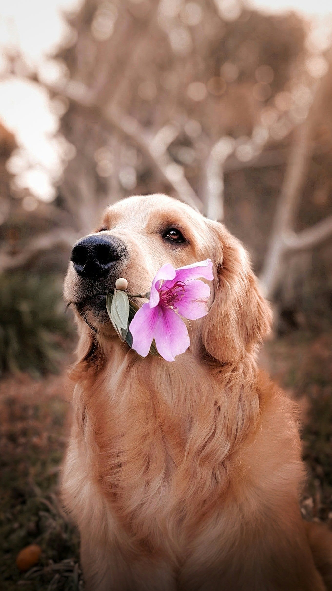 Dogs