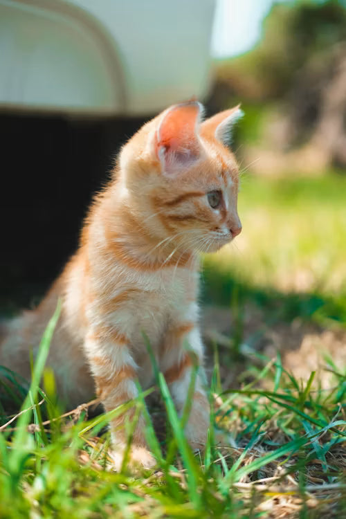 Cats