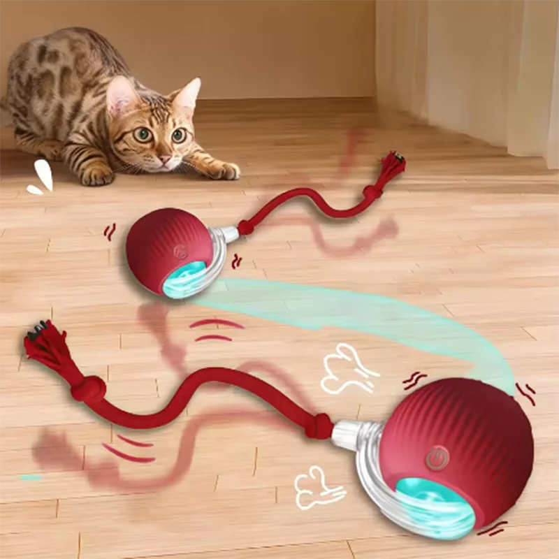 Cats and Dogs
